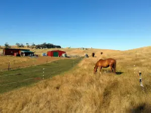 Gone Insect Horse Collar - Natural Horse World HybridTrackEquicentral