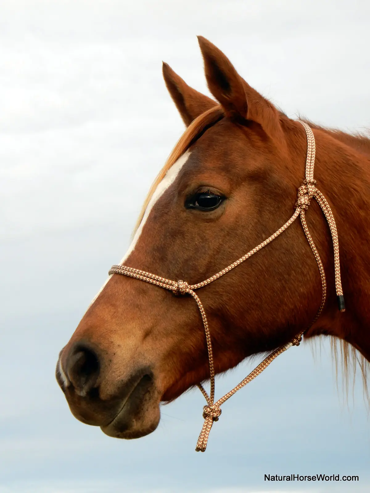 Horsemanship Rope Halter (Lead Rope not included)