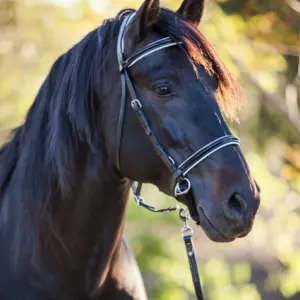 LightRider Bitless Dressage Bridle