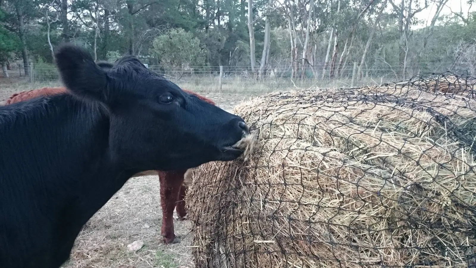 HaySaver Super Tuff 6cm/60 ply Round Bale Net