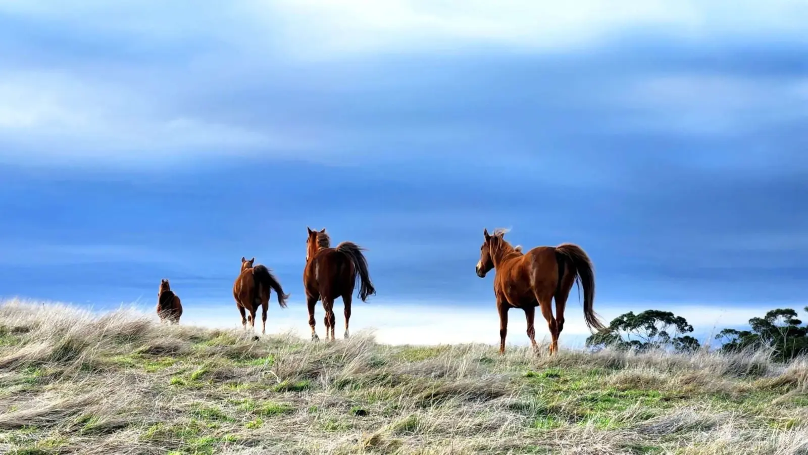 Horses on a hillside under a blue sky