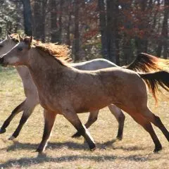 Horses running