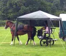 Bitless Driving - Natural Horse World Bitlessdrivingthroughgazebo