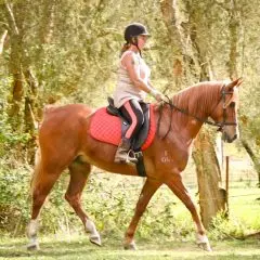 LightRider Dressage Deb