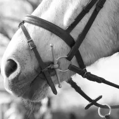Flash Noseband