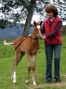Halter Hooki – Easy fastening & breakaway for rope halters & bridles - Natural Horse World Foalandling2
