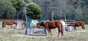 Hayfeedersgroup