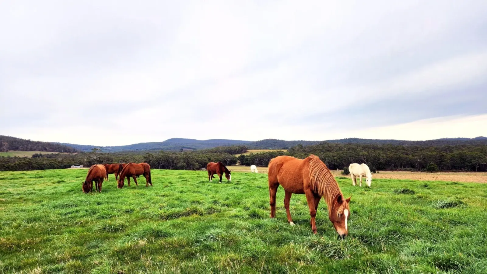 Herd of horses grazing on a green hill