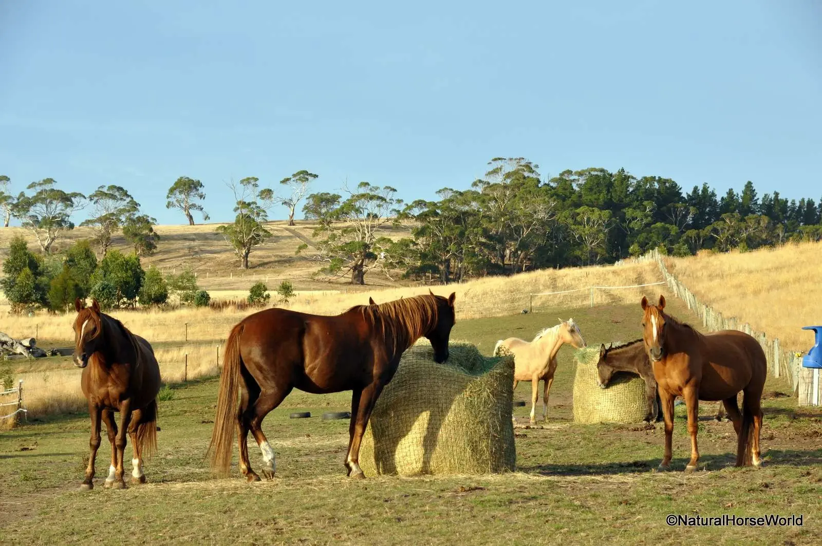 Horse herd on a track past round hay bales