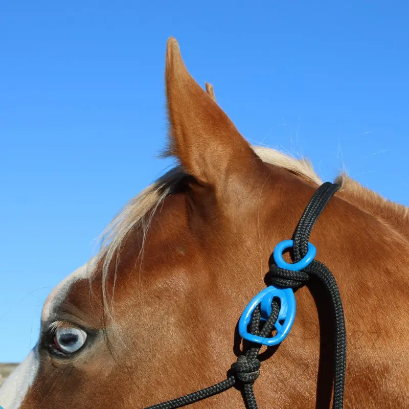 Hooki-brittanyBlueOnHalterHorse