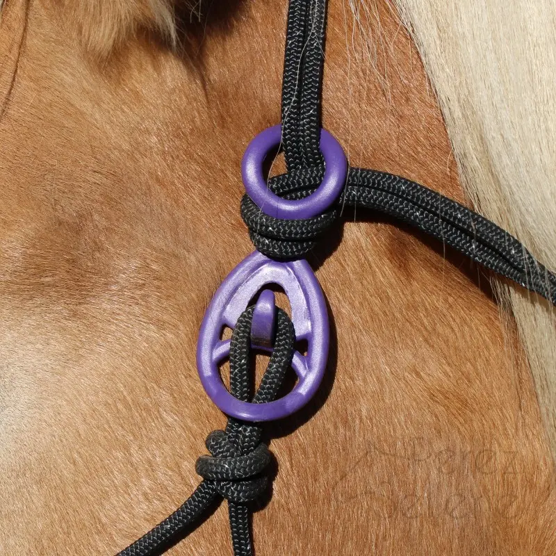 Hooki-violetOnHalterHorse