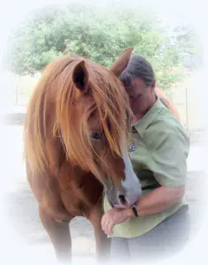 Halter Hooki – Easy fastening & breakaway for rope halters & bridles - Natural Horse World LaurelJedda