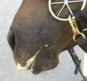 LightRider Amalia Bitless Bridle - Natural Horse World LGFoam