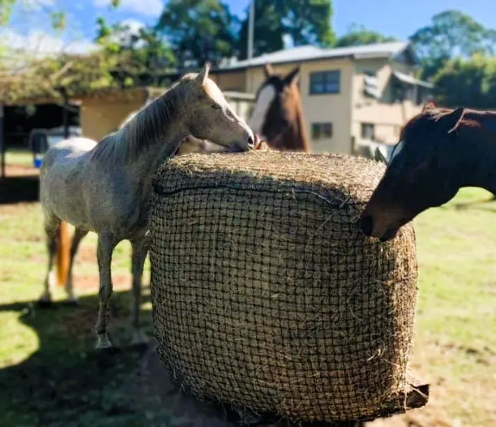 Round Bale Hay Net 3cm 5x4 Horses Eating