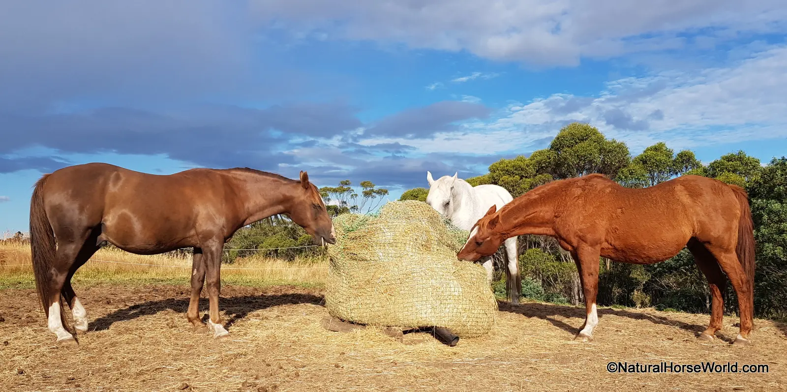 Roundbale Hay Feeding