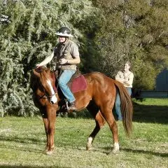 Hindquarter Disengagement
