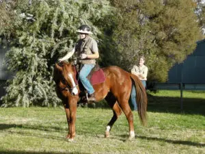 LightRider Amalia Bitless Bridle - Natural Horse World Hindquarter Disengagement