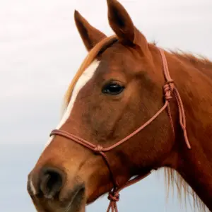 Horsemanship Rope Halter