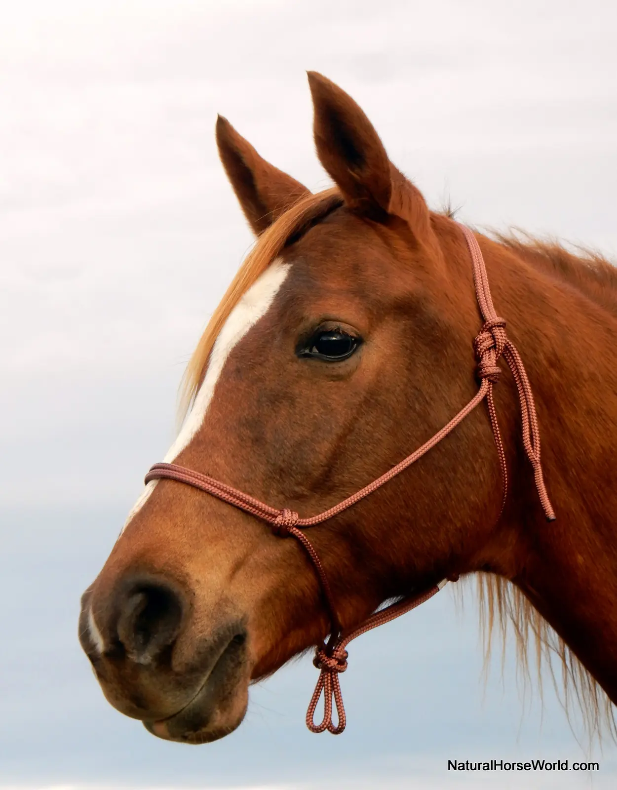 Horsemanship Rope Halter