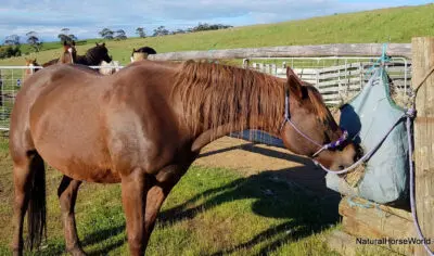 How to help your herd bound horse - Natural Horse World Safely tying your horse