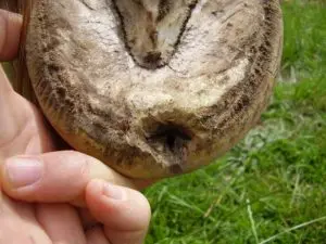Seedy Toe