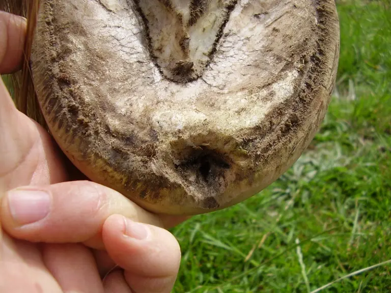 Seedy Toe in Horses: The Simple Fix and Long-Term Solution
