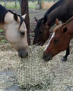Slowfeed haynets are best hung at ground level. 