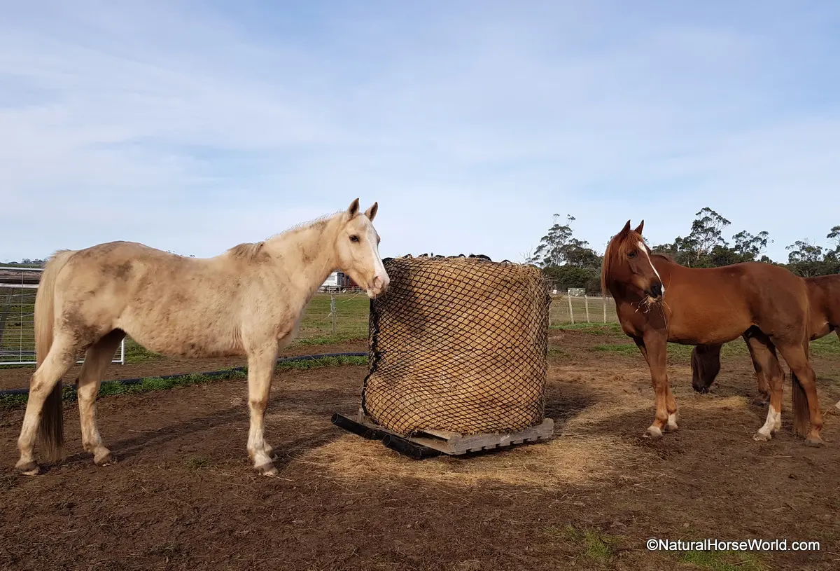 Deluxe Knotless Round Bale Slowfeed Hay Net 3cm, 4cm or 6cm hole sizes