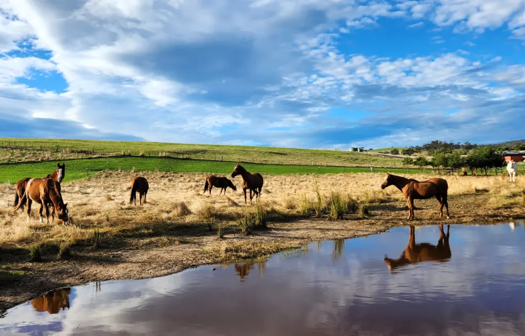 Herd of horses grazing around a dam
